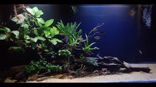 planted tank setup aquascape/monster fish aqua sl/ #plantedtank #monsterfishaquasl#aquascape #relax