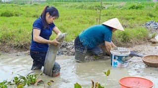 Two sisters Catch GIANT FISH Goes to Market sell - Farm life | Thanh Farm