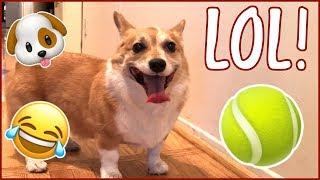 Crazy Corgi DESTROYS Her Tennis Ball!