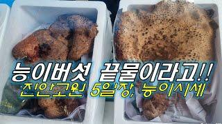 능이버섯 산지 시세(전북 진안 5일장)/I bought a precious mushroom.