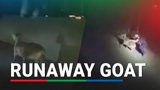 Bodycam shows police chasing runaway goat on US highway | ABS CBN News