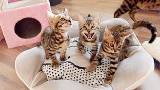 Bengal Kittens Can't stop Screaming, Chirping and Meowing