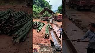 Smart Bamboo Processing || Direct to Processing Zone