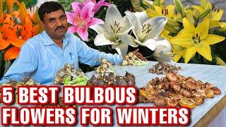 रामविलास जी से जानिए सर्दियों में लगाये जाने वाले बल्ब वाले फूलों के बारे में || Winter Flower Bulbs