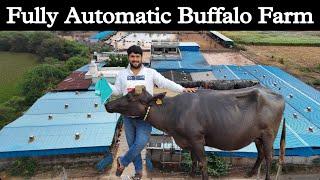 गुजरात का इकलौता मॉडर्न भैंसों का फार्म - Fully Automatic Buffalo Dairy Farm Business