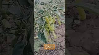 chilli tree #kolhapuri #treding #youtubeshorts #viral #farming #sushant @sspatil3211