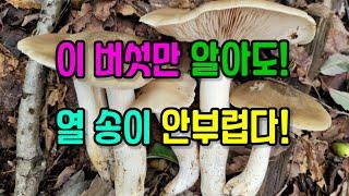 아직 한번도 먹어보지 못한 사람은 있어도, 한번 먹어보고 다시 찾지 않는 사람이 없다는 이 버섯! 그리고 유사한 독버섯을, 명쾌하고 빠르고 간단하게 구별하는 방법!