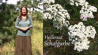 Heilkraut Schafgarbe - der Alleskönner