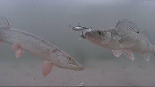 -40 Extreme Cold Walleye And Northern Pike Underwater Camera Footage