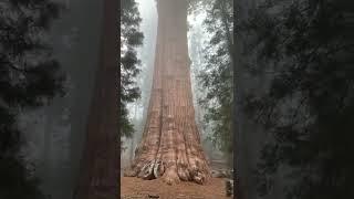  The World’s largest tree.. Meet #GeneralSherman | #shorts #discoverychannelindia