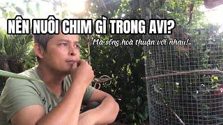 Nên nuôi cộng đồng những loại chim gì trong Avi?