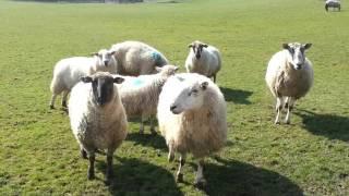 Baaaaaaaagh!! Funny sheep sound