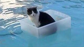 Cats Playing in Water Compilation