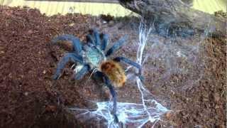 6 Green Bottle Blue  (Chromatopelma Cyaneopubescens) feeding