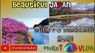 Best cherry blossom in early 2021 | さくらまつり| mukut VLOG