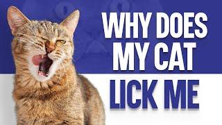 Why Does My Cat Lick Me