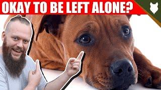 Can My STAFFORDSHIRE BULL TERRIER Be Left Alone