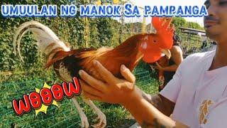 p#56 UMUULAN NG QUALITY NA MANOK SA ANGELES PAMPANGA. ##bocaue #bossperry #BOSS F TV #20wilz