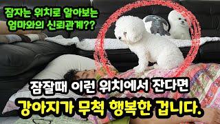 【짱아까미】 강아지 잠자는 자세로 알아보는 심리 7가지│강아지가 엄마에게 사랑받으면 보이는 잠자는 자세, 행동 7가지