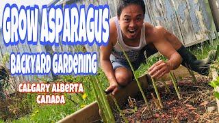 GROW ASPARAGUS BACKYARD GARDENING