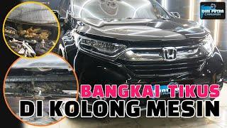 BEBAS HAMA TIKUS HONDA CRV PRESTIGE FULL DETAILING