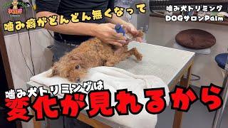 安楽死を勧められたトイプードルの噛み犬トリミング！！