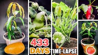 Best Growing Plant Time-Lapses Of 2021