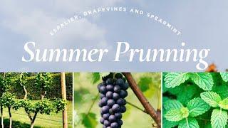 July Gardening: Trimming Espalier Fruit Trees, Unruly Grapevines and growing Spearmint!