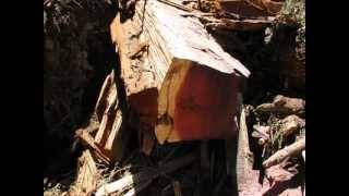 SEQUOIA SEKVOJA MARIPOSA GROW