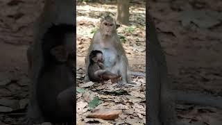 Monkey Daily Activity Around Angkor Wat Temple - Temple Daily Monkey [Shorts]