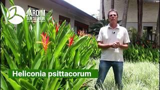 Heliconia (Heliconia psittacorum) - Jardim sem segredo