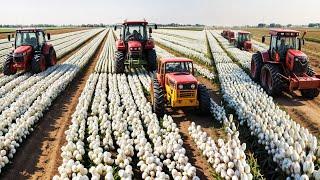 China's Mechanized Cotton Farming: BEYOND AMERICAN SUCCESS?