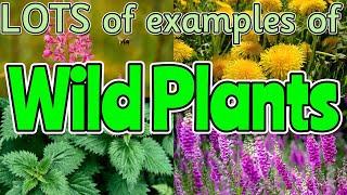 NAMING WILD PLANTS for kids 🪻️ SCIENCE WILD PLANTS Miss Ellis #wildplants