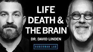 Dr. David Linden: Life, Death & the Neuroscience of Your Unique Experience