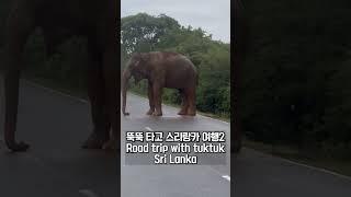 리얼 스리랑카 뚝뚝 로드트립 #스리랑카여행 #srilankatravel #tuktuk #elephant #코끼리