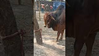 Amazing Beautiful Cow 2022, Biggest Bulls And Biggest cow The largest cattle market in the world  23