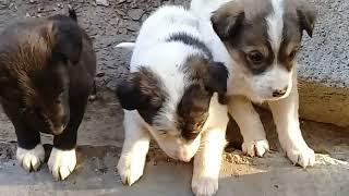 New Born Stray pups eat rice pudding | Abandoned Brown Puppy drinking raw egg | Mountain Village #uk