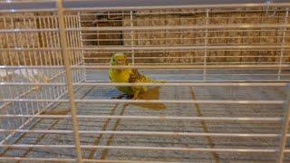 Rescuing a Lost Budgie