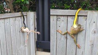 Bullfrog Escapes From Snake's Mouth