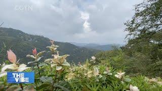 Mountain getaway: Mogan Mountain scenic area an ideal antidote to city life