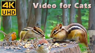 Forest Life: Birds for Cats to Watch with Squirrels, Chipmunk in the Cold Crisp Air  4K