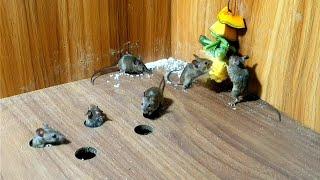 Cat TV mice for cats to watch | Mouse hide and seek on screen