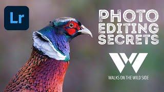 The secrets of my photo editing in Lightroom - how I edit wildlife photos