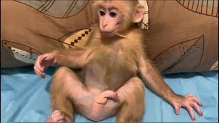 Mother blamed baby monkey Miker because he didn’t listen her before milk