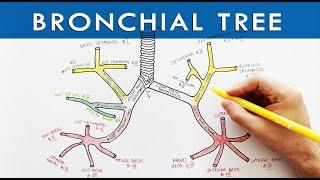 The bronchial tree - Respiratory System Anatomy