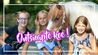 ONTSNAPTE koe op de weg?!   Ponykamp dag 1 ||  VLOG#82