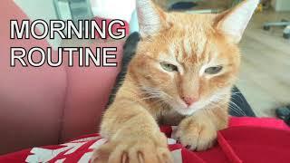 Alvi cat : morning routine