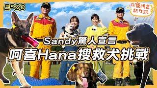 [SUB]EP23 超帥氣 搜救犬粗乃玩啦！ 呵喜 Hana 短腿狗搜救犬訓練超爆笑！ 愛紗 Sandy 慢郎中遇上急驚風【 萌寵明星粗乃玩 】@haveapetday