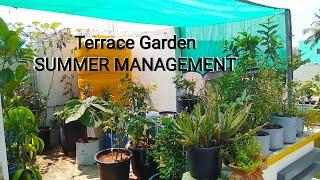 SUMMER management tips for terrace garden.