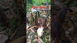 Siêu măng ngọt ăn sống #shots